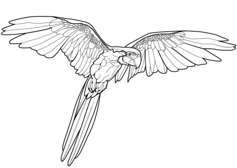 Flying Parrot Coloring Page